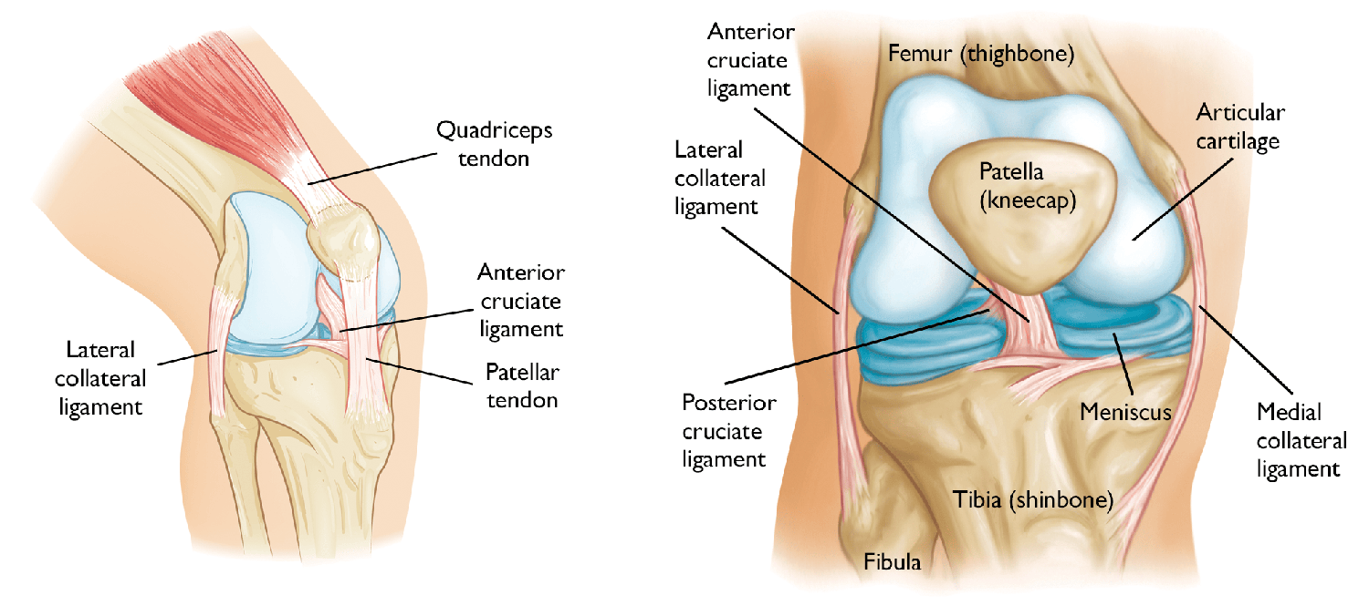 a00325f01_combined-knee-injury Medical illustration of the knee joint